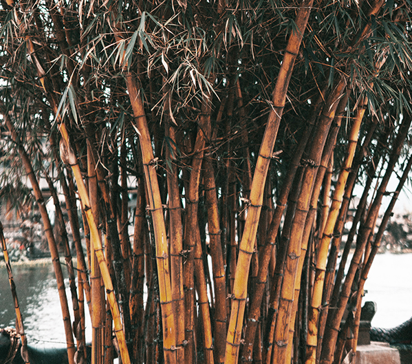 Bamboo Photo (1)