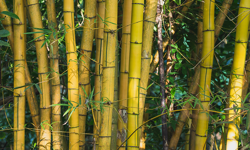 Bambusfoto