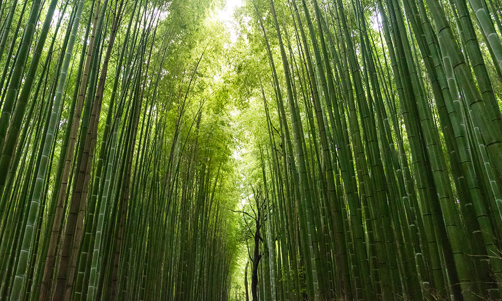 Bambusfoto